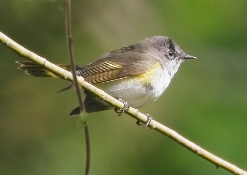 American Redstart