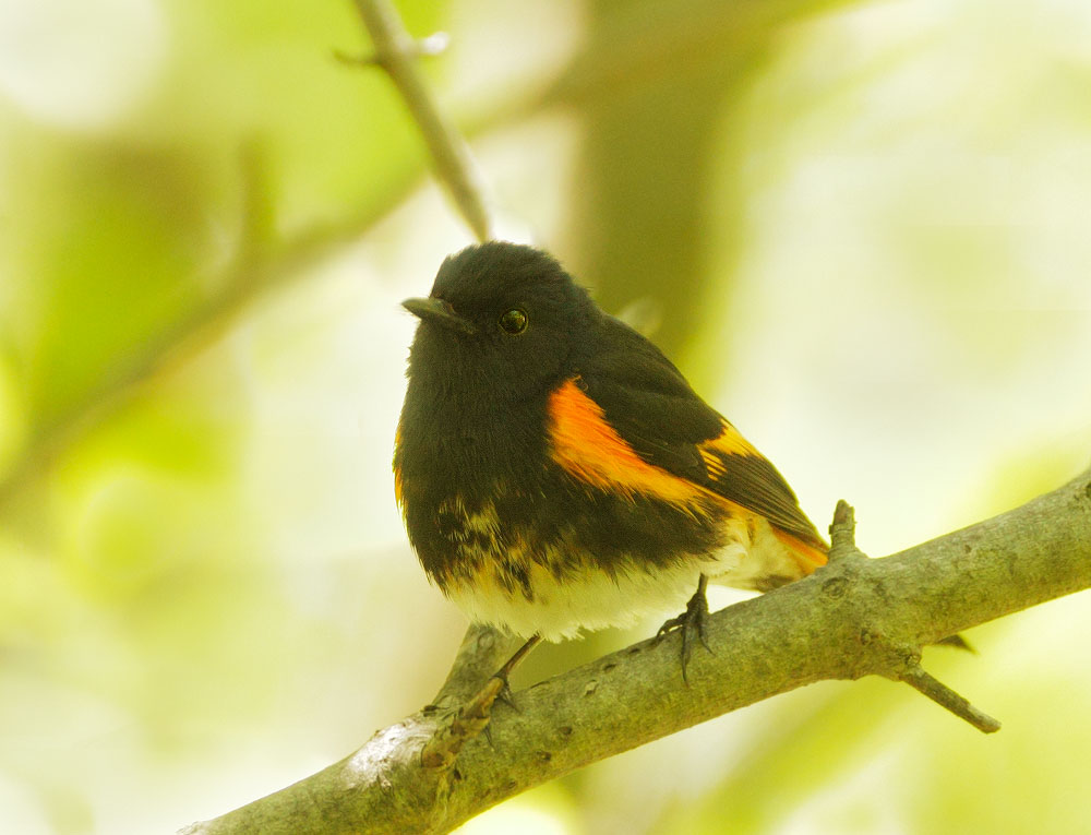 American Redstart