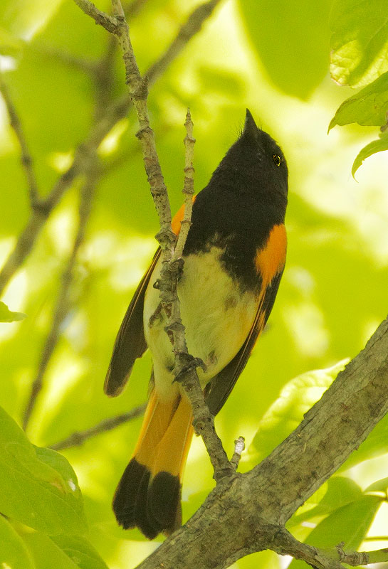 American Redstart