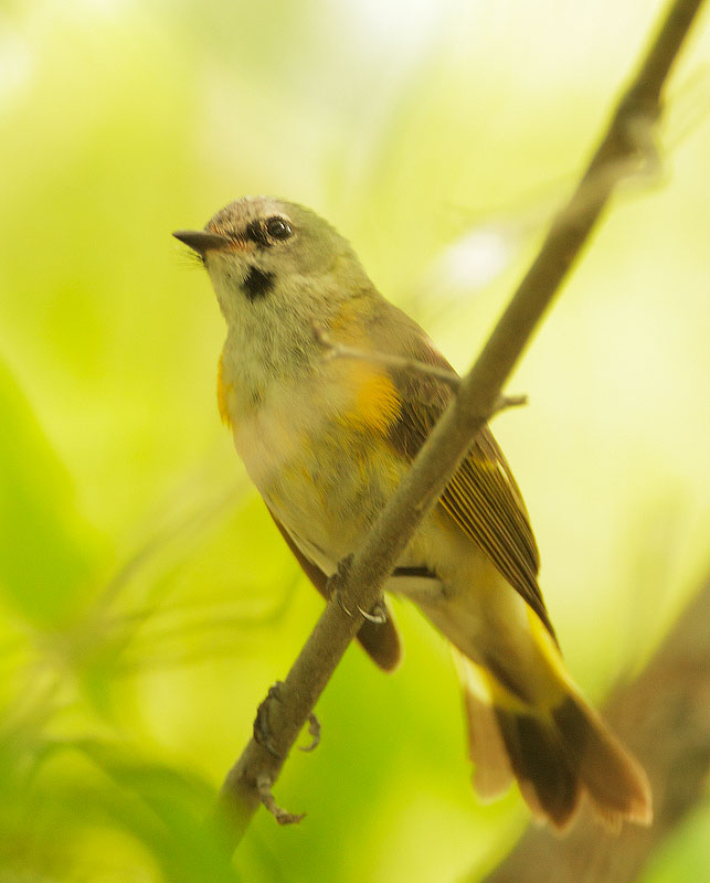 American Redstart