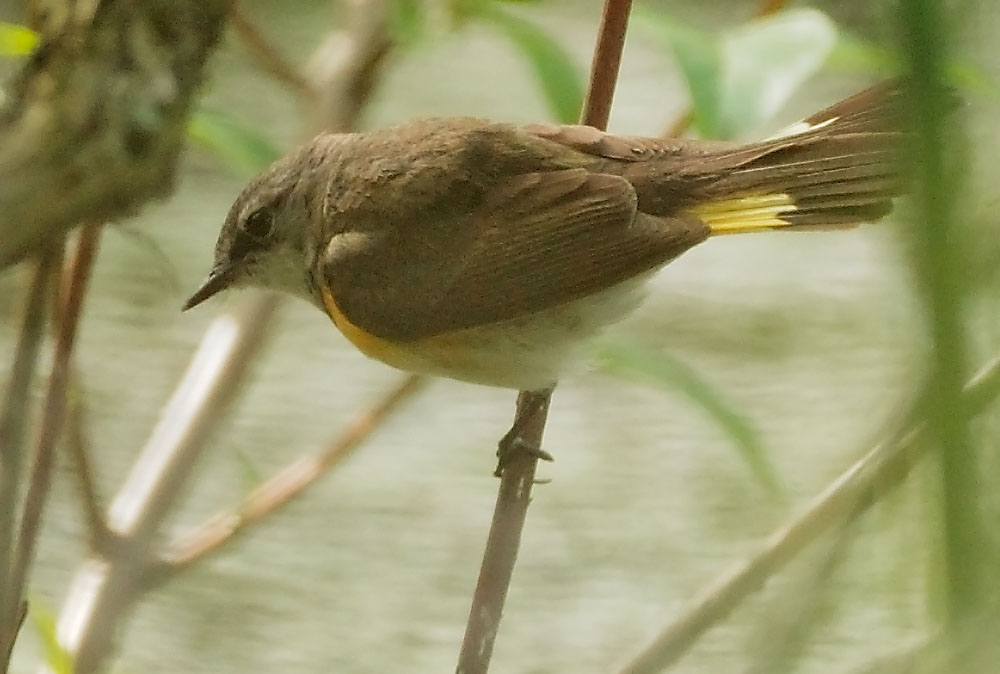 American Redstart