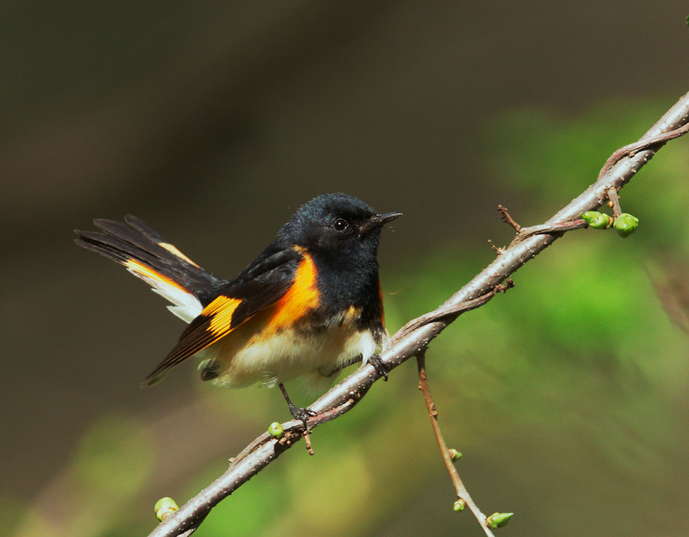American Redstart