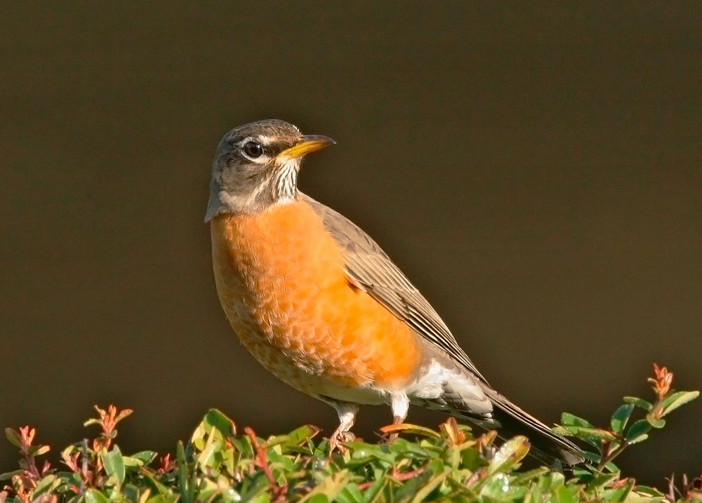 American Robin, 1/12/06, Stanford campus
