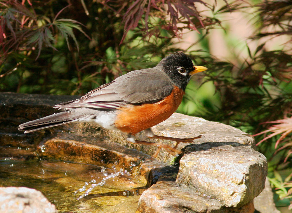American Robin, 4/21/06, my back yard, Stanford campus