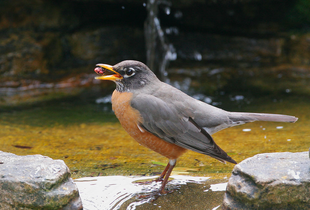 American Robin, 4/23/06, my back yard, Stanford campus