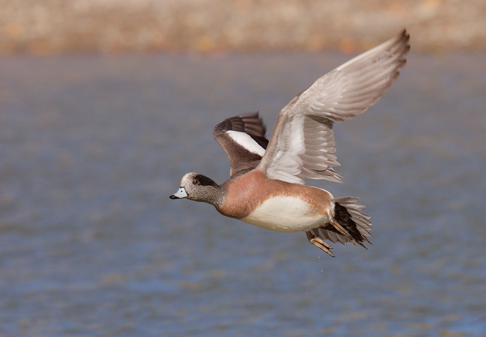 American Wigeon