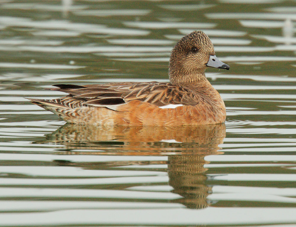 American Wigeon