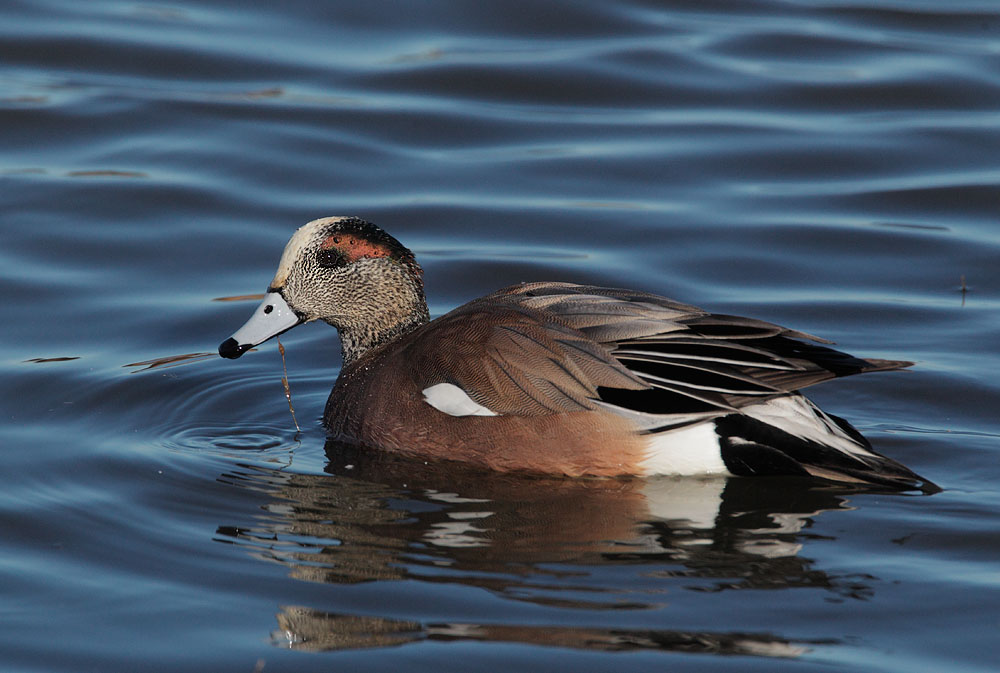 American Wigeon