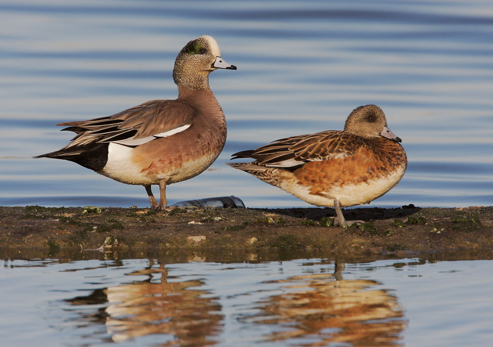 American Wigeons