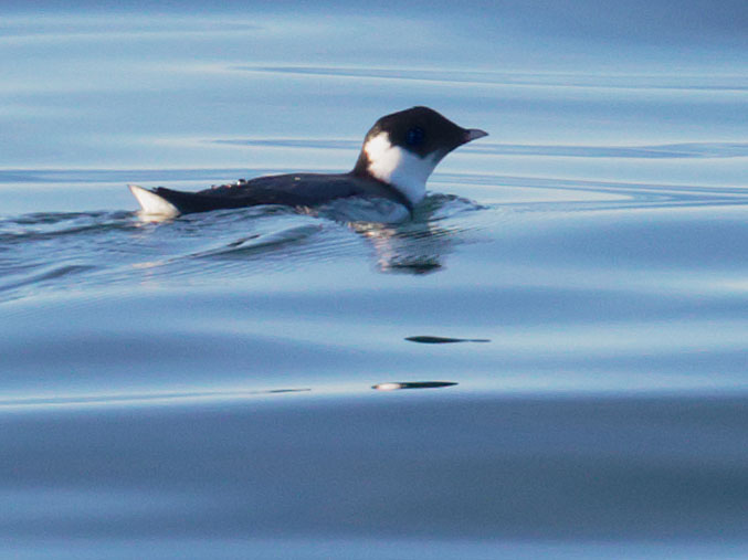 Ancient Murrelet
