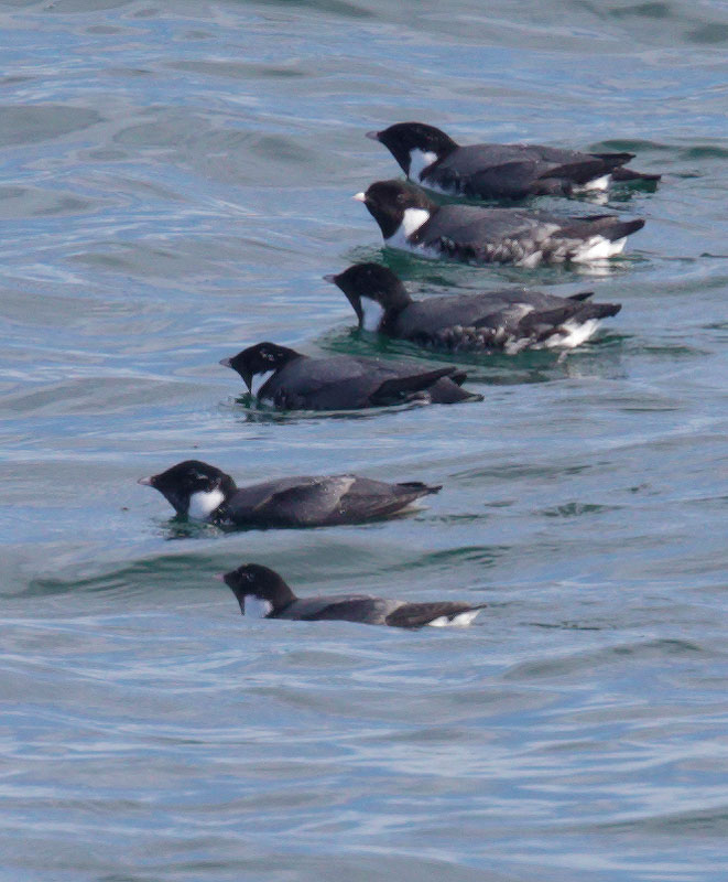 Ancient Murrelets