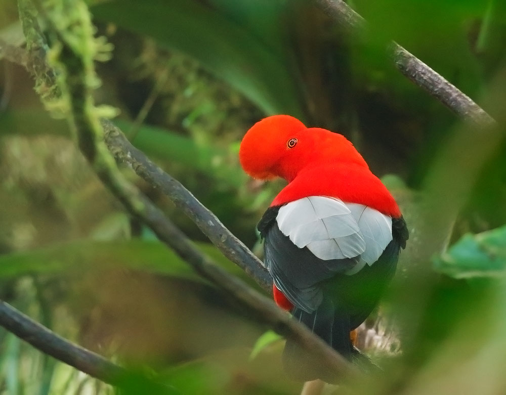 Andean Cock-of-the-Rock