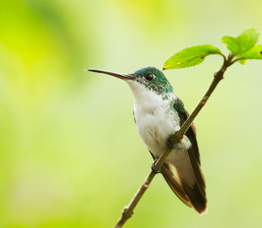 Andean Emerald