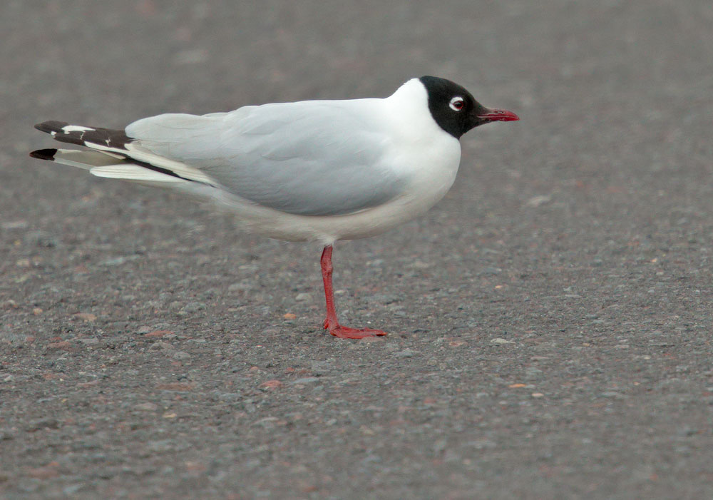 Andean Gull