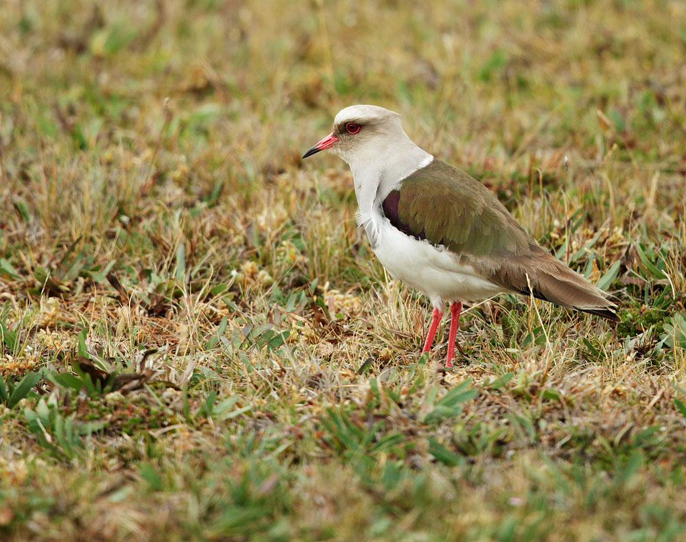 Andean Lapwing