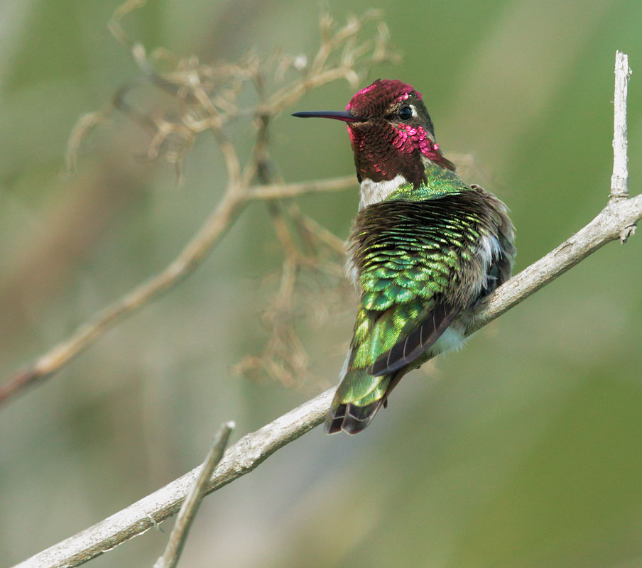 Anna's Hummingbird