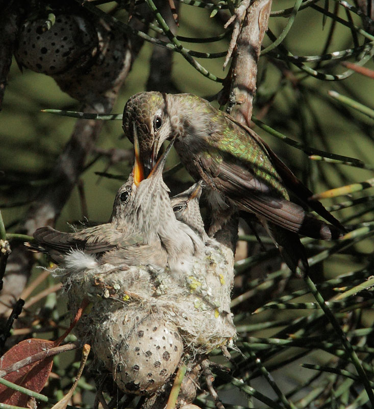 Anna's Hummingbirds