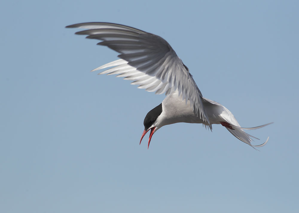 Arctic Tern