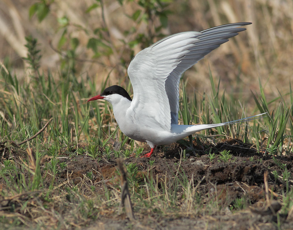 Arctic Tern