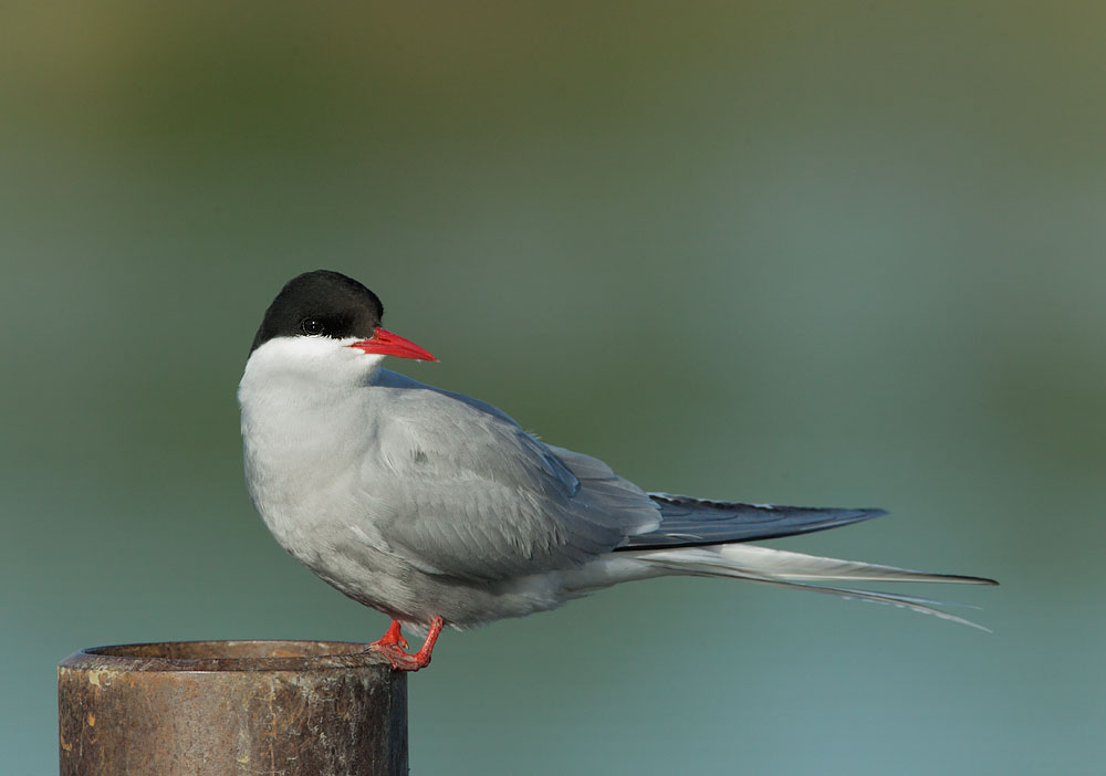 Arctic Tern