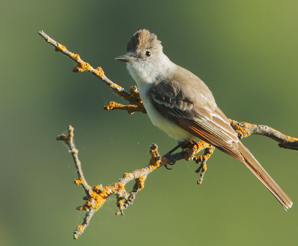 Ash-throated Flycatcher