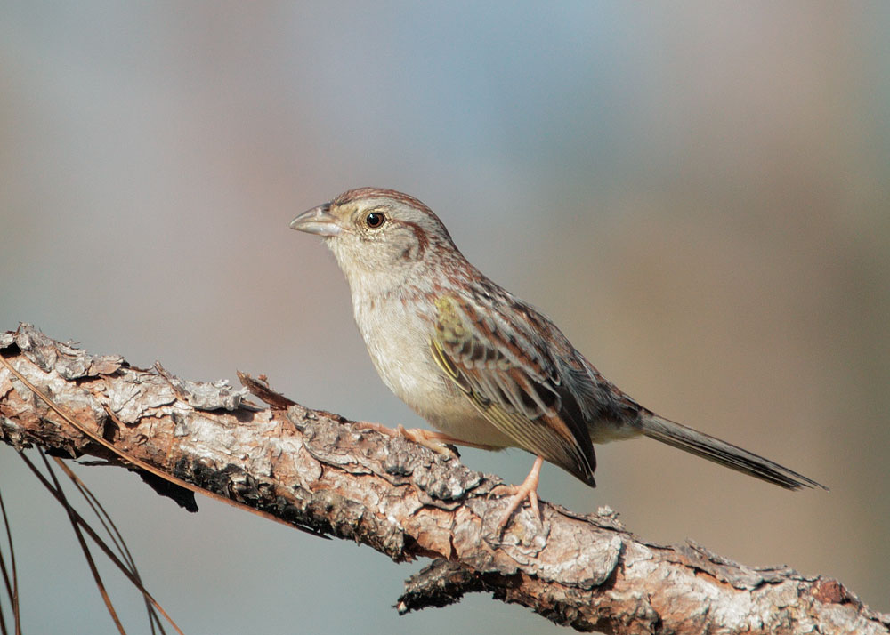 Bachman's Sparrow