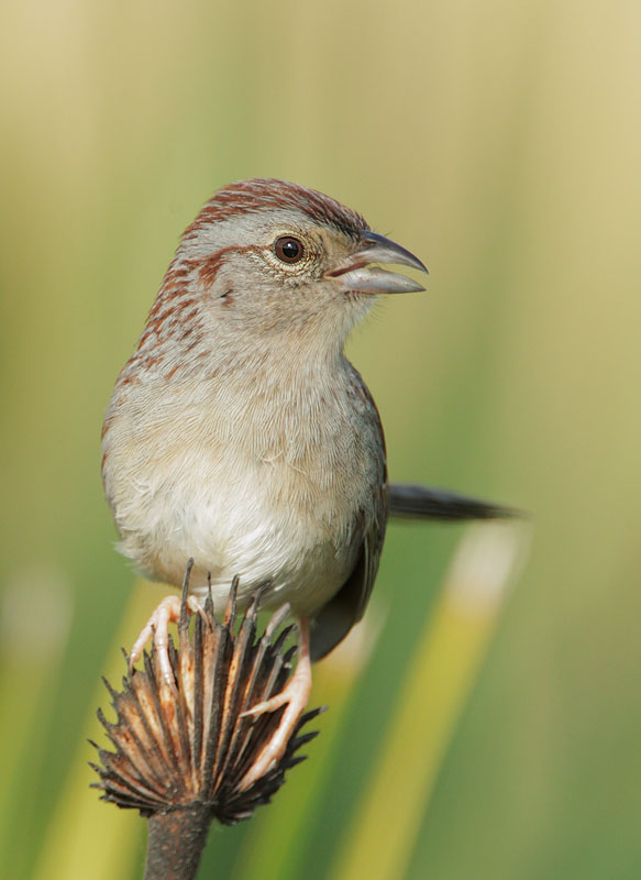 Bachman's Sparrow