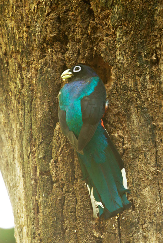 Baird's Trogon