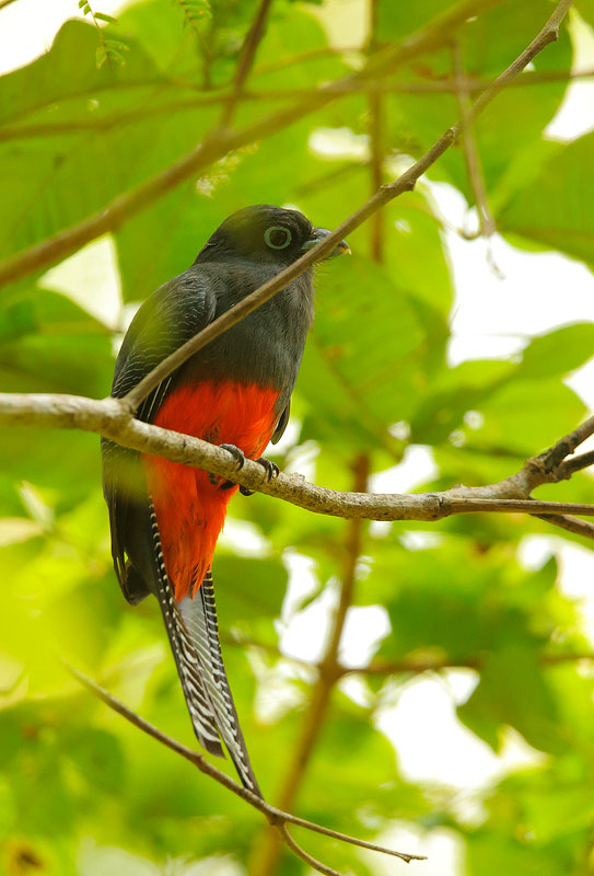 Baird's Trogon