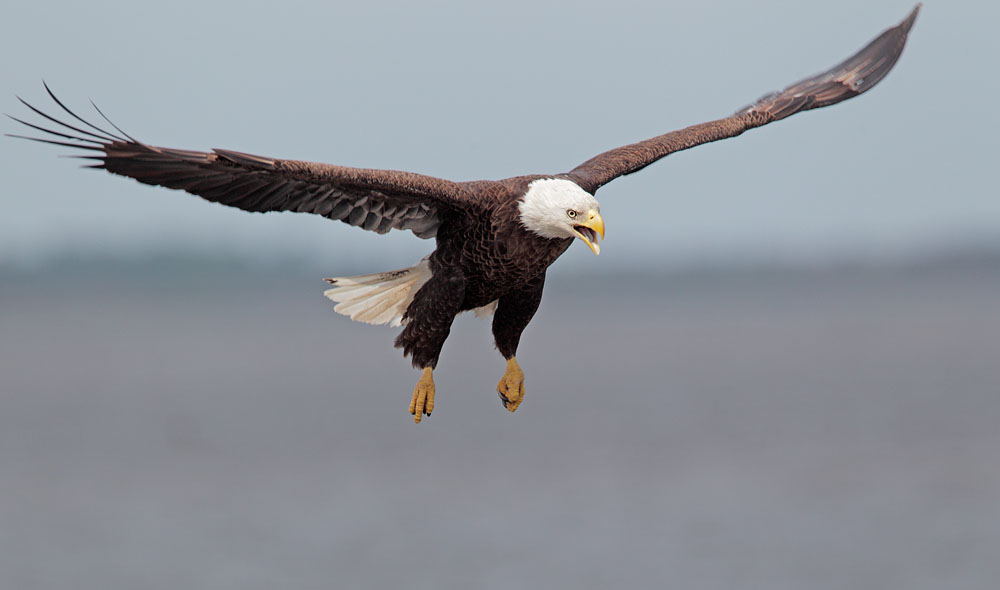Bald Eagle