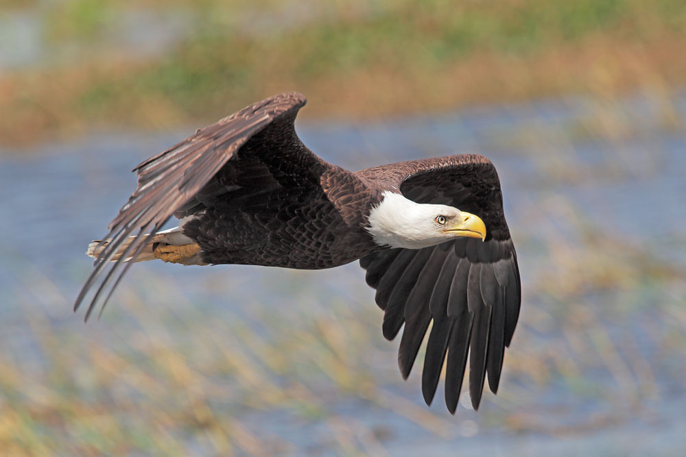 Bald Eagle