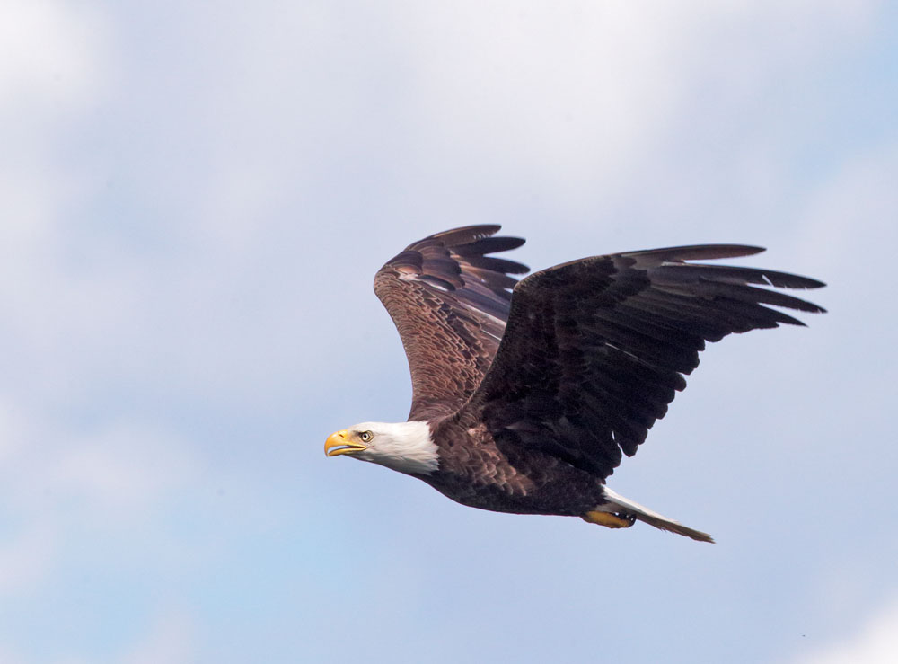 Bald Eagle