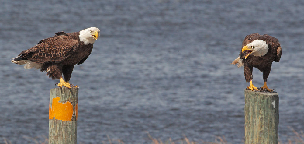 Bald Eagles