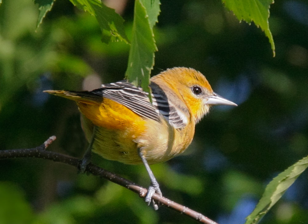 Baltimore Oriole