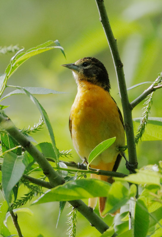 Baltimore Oriole