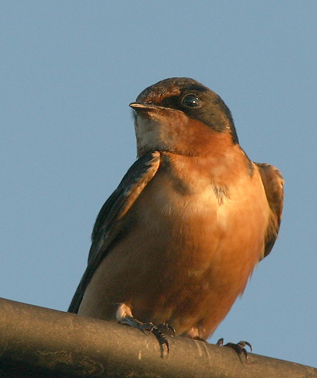 Barn Swallow, adult male, 9/2/04, Palo Alto Baylands