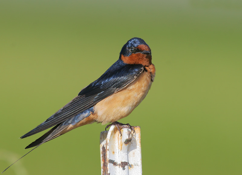 Barn Swallow, male, 6/25/06, Marble Hot Springs Rd, Sierra Valley, Plumas Co