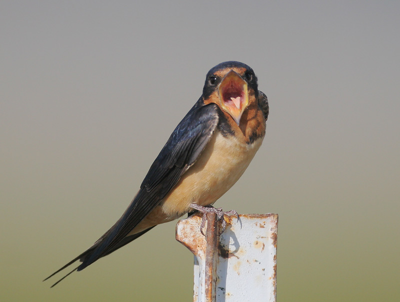 Barn Swallow, female,&nbsp; 6/25/06, Marble Hot Springs Rd, Sierra Valley, Plumas Co