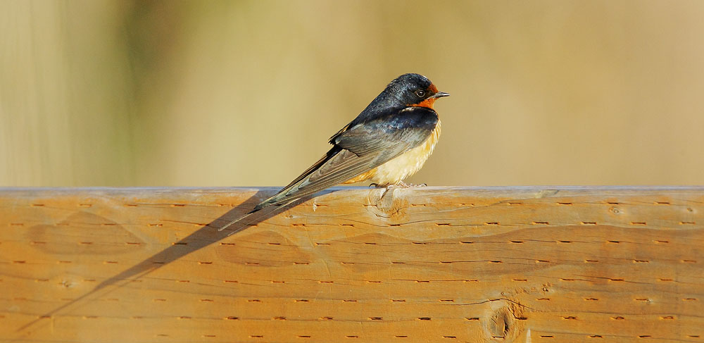 Barn Swallow, female, 6/1/08, Edwards NWR, Alviso