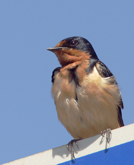 Barn Swallow, adult female, 7/29/04, Edwards NWR, Alviso