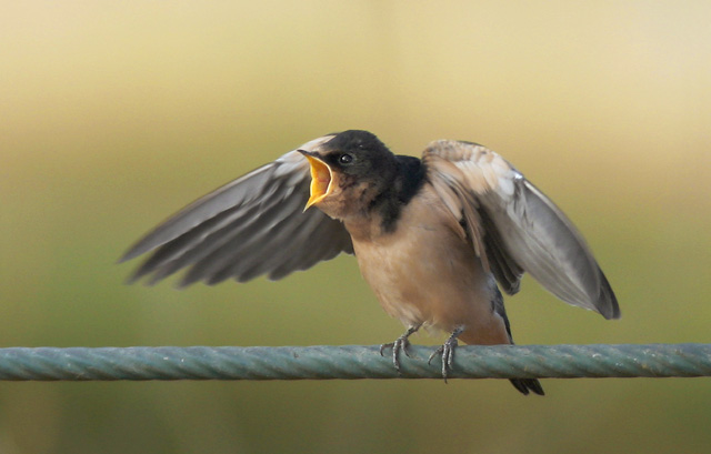 Barn Swallow, juvenile, 7/8/04, Palo Alto Baylands