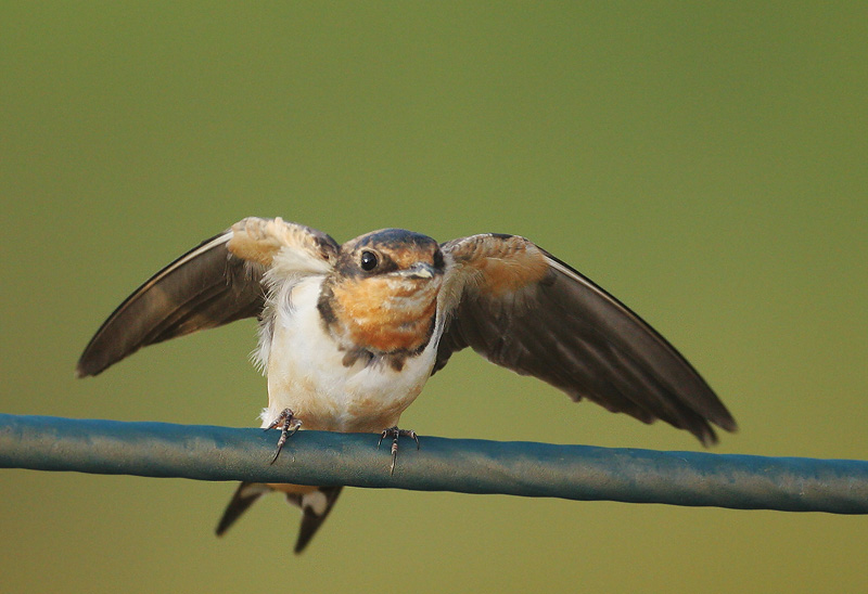 Barn Swallow, juvenile, 7/13/06, Palo Alto Baylands