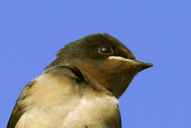 Barn Swallow, juvenile, 8/1/04, Salinas State Beach, Monterey Co