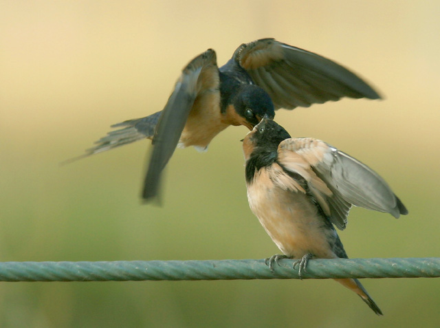 Barn Swallows, adult feeding young, 7/0/04, Palo Alto Baylands