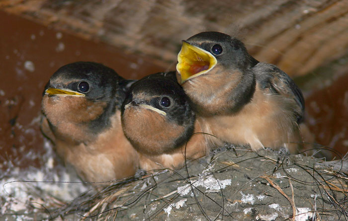 Barn Swallows, juveniles on nest, 7/30/04, Salinas State Beach, Monterey Co