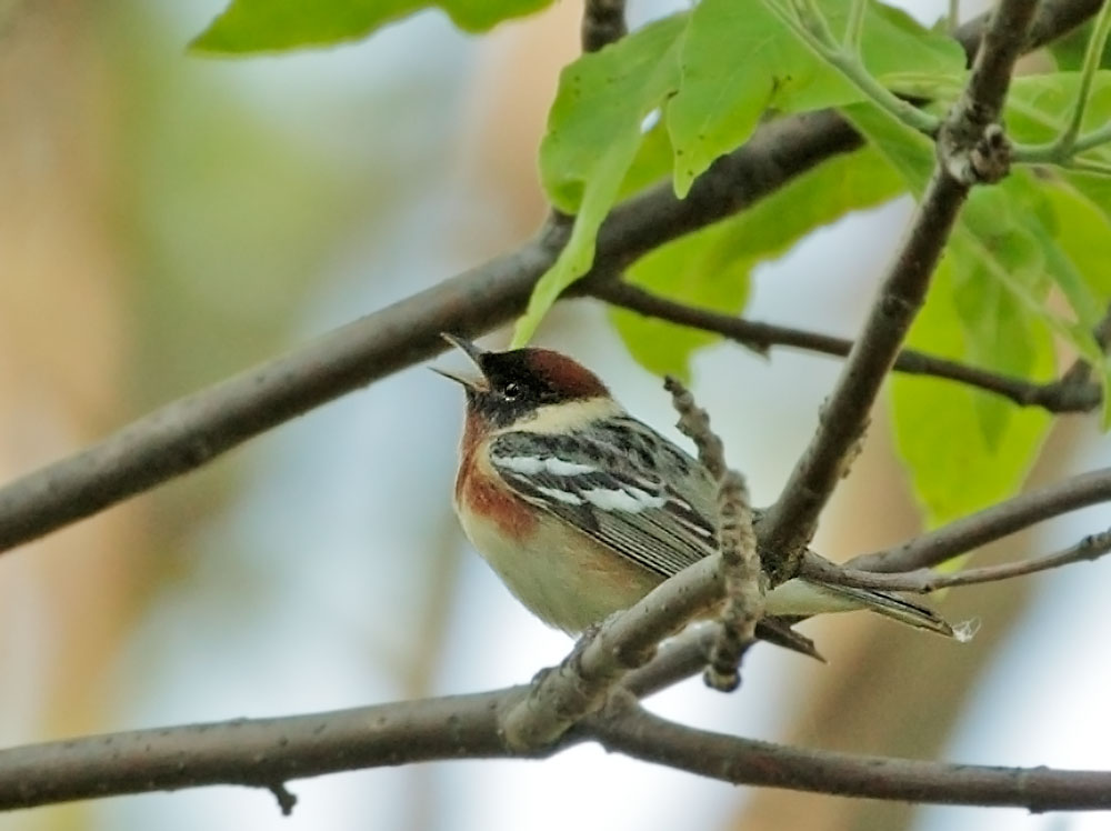 Bay-breasted Warbler