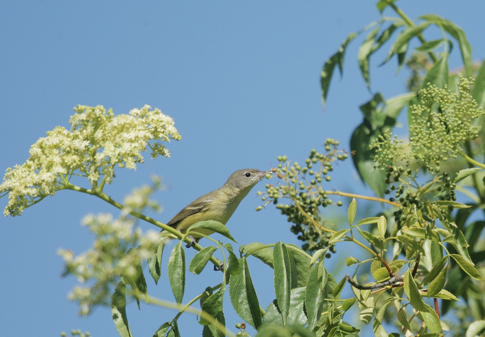 Eastern Bell's Vireo
