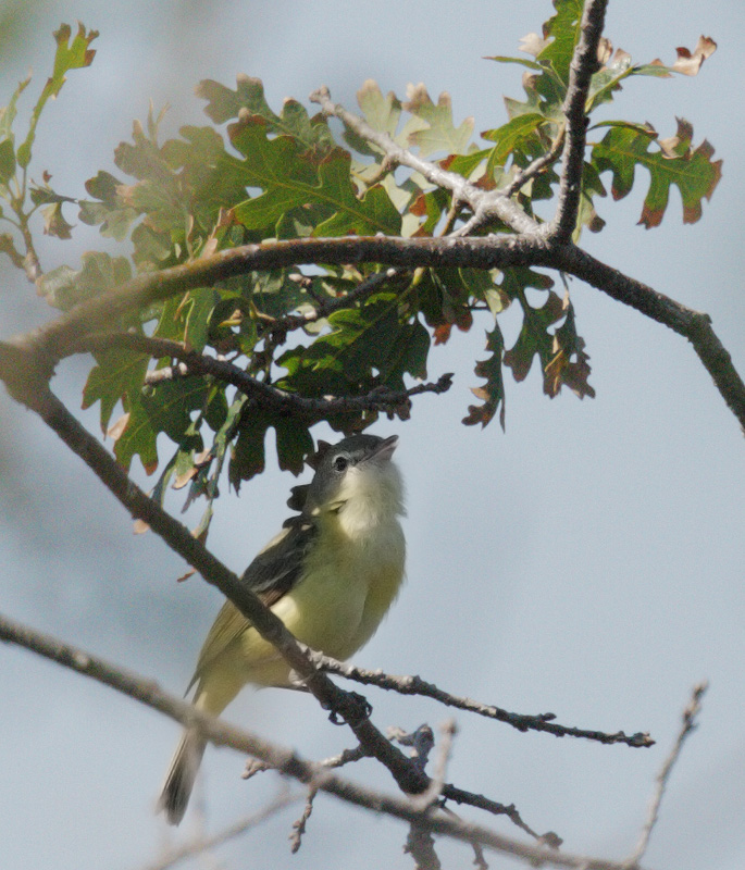 Eastern Bell's Vireo