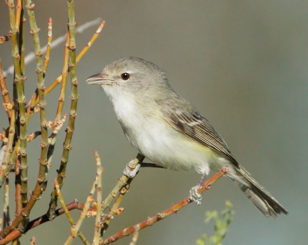 Bell's Vireo