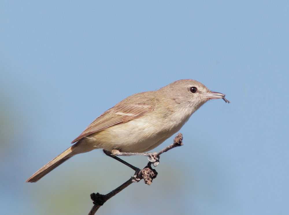 Bell's Vireo